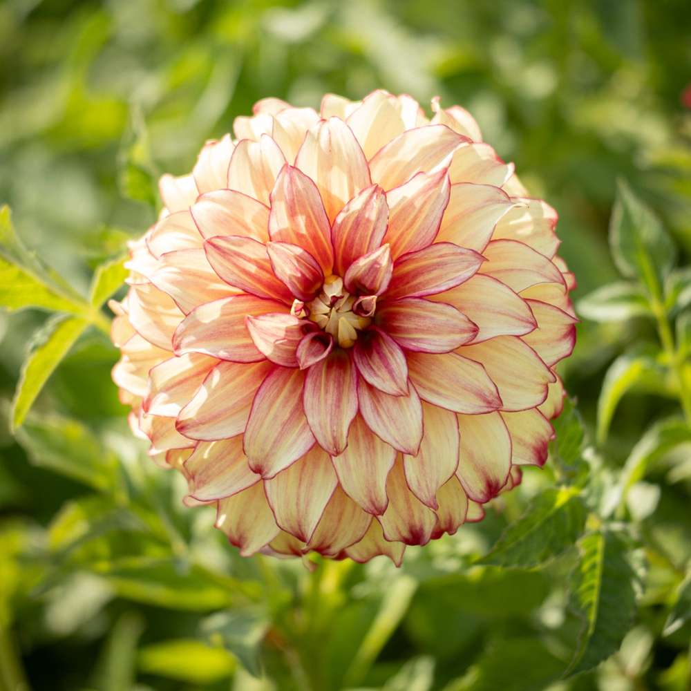 Dahlia 'Lady Darlene'